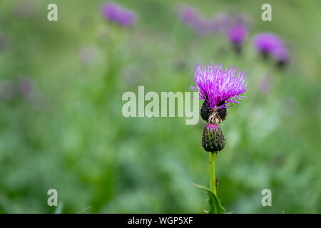 thistle flower - close up of purple thistle flower with selective focus, blurry background Stock Photo