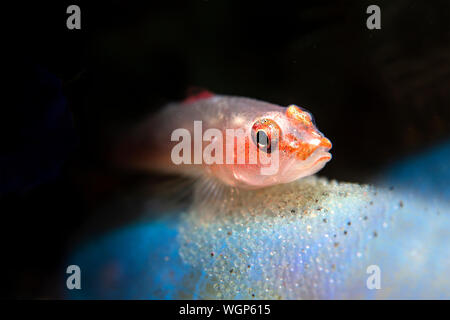 Ghost goby guarding her brood of eggs that are attached to the surface of a blue sponge. Stock Photo