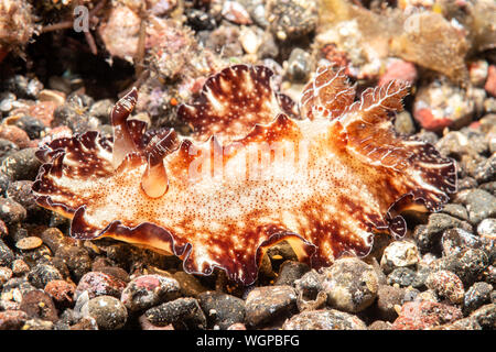 A flat discodoris nudibranch snail found in Tulamban, Bali Indonesia crawls across the sandy bottom. Stock Photo