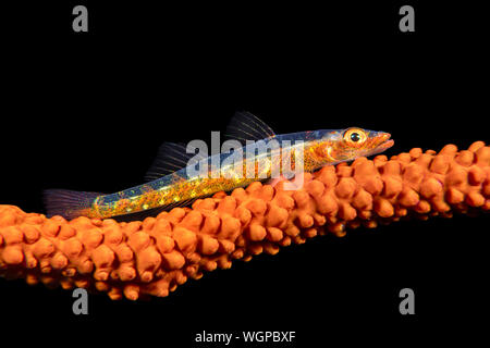 A small whip coral lives on its host as the namesake implies.  Gobies are known to lay their eggs on the whip coral and then stay very close to them u Stock Photo