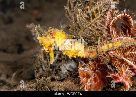 A yellow seahorse uses its tail to secure itself to a reef while resting. Stock Photo