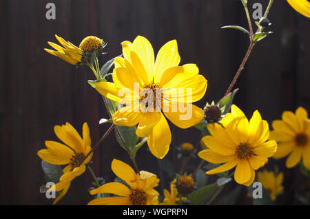 Helianthus Lemon Queen - Yellow Flowers in bloom Stock Photo