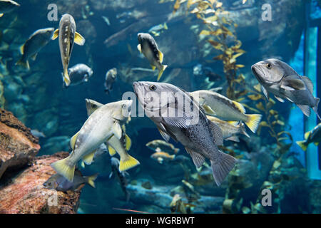 Blue Rockfish (Sebastes Mystinus) and Yellowtail Rockfish (Sebastidae ) Ripley's Aquarium of Canada, Toronto Stock Photo