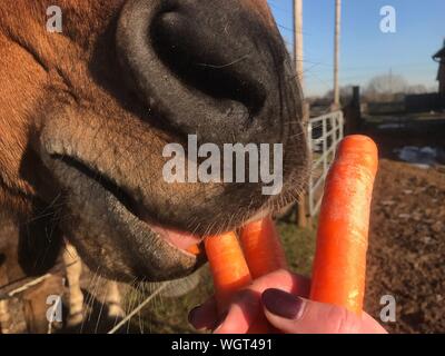 Cropped Image Of Woman Feeding Carrots To Horse At Farm
