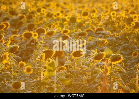 Sunflower fields, Northern California Stock Photo - Alamy
