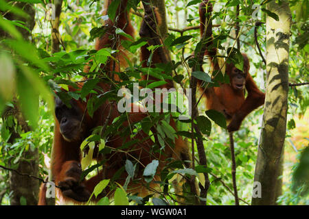 Sumatran Orangutan With Infant On Tree At Forest