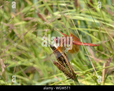 profile shot of a flame skimmer dragonfly in yellowstone Stock Photo