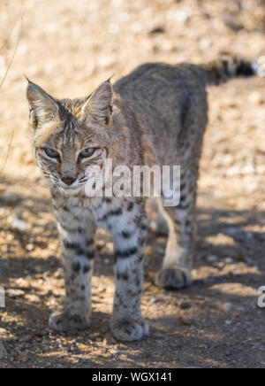 Bobcat, Arizona Stock Photo