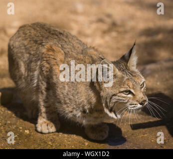 Bobcat in the Tortolita Mountains, Marana, near Tucson, Arizona. Stock Photo