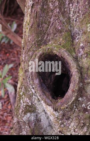 A Hole in a tree at Julian Price Memorial Park Lake off of the Blue Ridge Parkway, NC Stock Photo