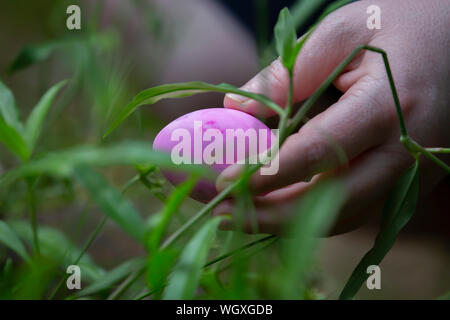 Woman hiding a purple Easter Egg in green grass Stock Photo