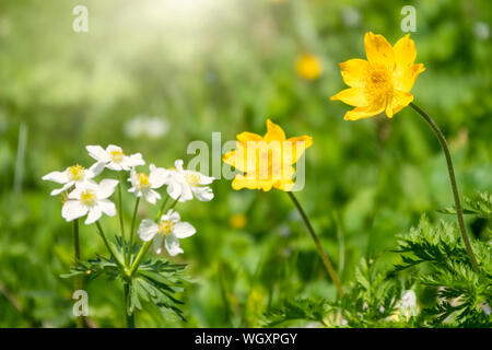 Beautiful yellow wild flower on a green background with other flowers. Yellow flower Caltha from the buttercup family. Yellow flower with green blured Stock Photo