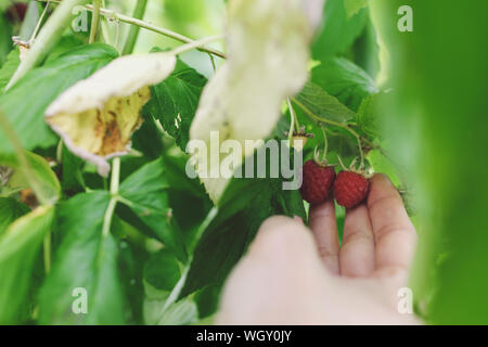 Close-up Of Hand Picking Ripe Raspberries