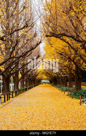 Tokyo rich yellow ginkgo tree tunnel at Jingu gaien avanue in autumn. Famous attraction in November and December Stock Photo