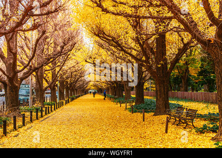 DEC 5, 2018 Tokyo, Japan - Tokyo yellow ginkgo tree tunnel at Jingu gaien avanue in autumn with tourist enjoy scenery. Famous attraction in November a Stock Photo
