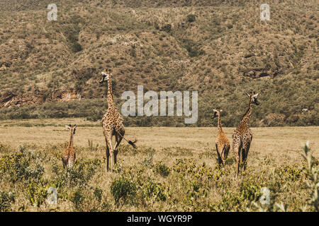 Family of giraffes walking in Kenya national park in Africa. Amazing wild life of animals. Flock of giraffes. Safari in Nairobi, welcome to Africa. Stock Photo