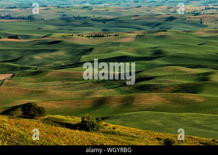 Rolling hills covered in wheat in the Palouse from Steptoe Butte Stock Photo