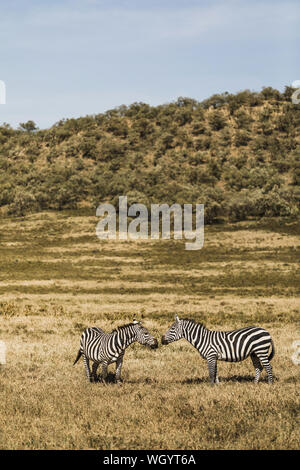Couple of zebras in savanna on safari in Kenya national park. Harmony in nature. Love wild animals.