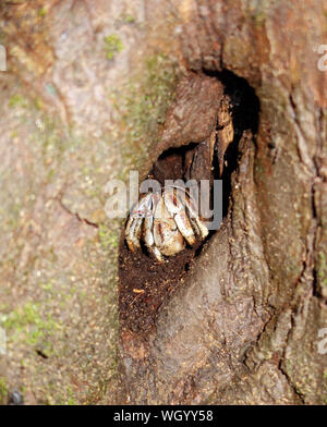 Large hermit crab living in tree cavity, Nosy Mangabe, Masoala National Park, Madagascar Stock Photo