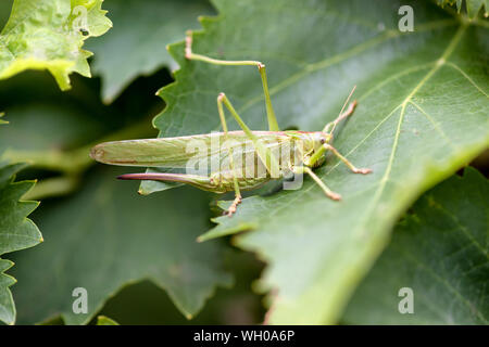Female Tettigonia viridissima, the great green bush-cricket, is a large species of katydid or bush-cricket Stock Photo