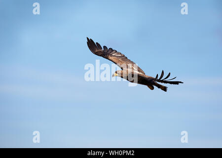 Juvenile white-tailed eagle flying against blue sky at sunrise. Stock Photo