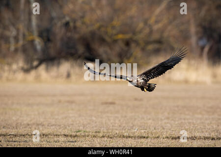 Juvenile white-tailed eagle flying low above ground Stock Photo