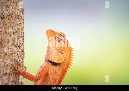 Chameleon orange on a tree Background blurred leaves. Stock Photo