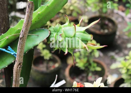Green Fresh Dragon Fruit In The Garden Close Shot Stock Photo