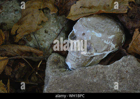 Skeleton head autumn background Stock Photo