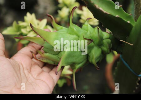Green Fresh Dragon Fruit In The Garden Close Shot Stock Photo