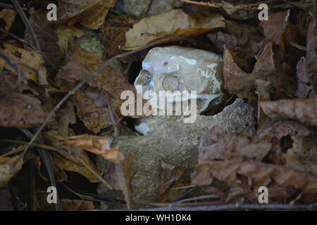 Skeleton head autumn background Stock Photo