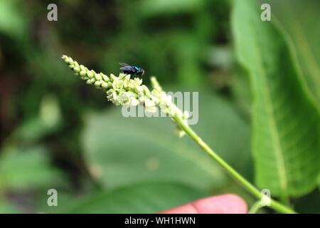 Black fly on blade of grass