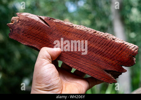 Wood has tiger stripe or curly stripe grain, Afzelia wood exotic beautiful pattern for crafts or abstract art Background Stock Photo