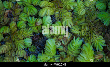 Blue-green algae are not algae at all, but types of bacteria called cyanobacteria that are normally present in many lakes. Stock Photo