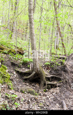 Seven Mile Creek County Park, Minnesota Stock Photo