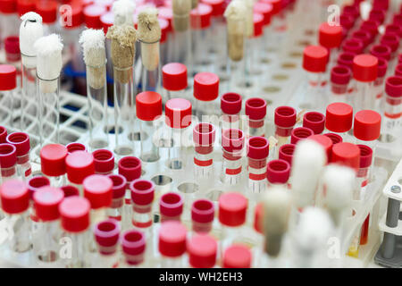 Close up of test tubes that being on support Stock Photo