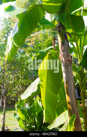 Bananas on banana palm tree Stock Photo