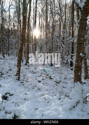 Low Winter sunlight shining through snowy woodland trees, Derbyshire, England, UK Stock Photo