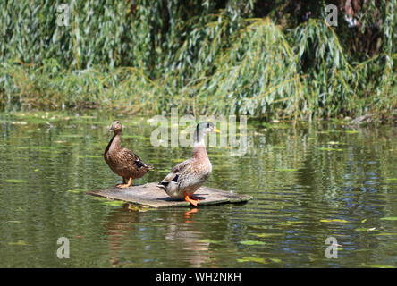 Two ducks floating in the middle of the lake Stock Photo