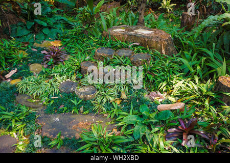 rotten wood path walk or pathway on the ground with cutted wood with green grass on indonesia - photo Stock Photo