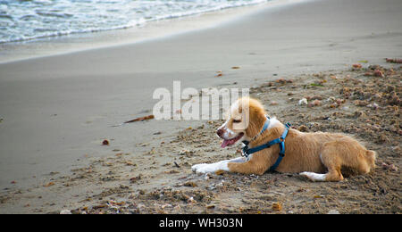 White and brown young Brittany Spaniel dog standing on sand beach after bathing in the sea. Dogs pets at the seashore in Spain, 2019. Stock Photo