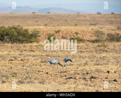 Blue Cranes foraging in Southern African savanna Stock Photo