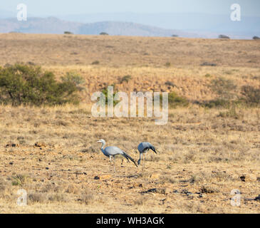 Blue Cranes foraging in Southern African savanna Stock Photo