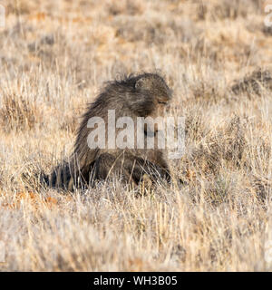 A male Chacma Baboon foraging in Southern African savanna Stock Photo