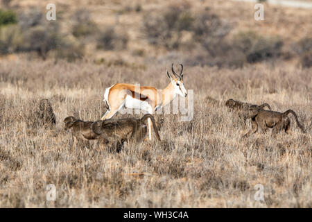 Springboks and Baboons foraging in Southern African savanna Stock Photo
