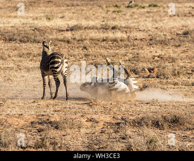 A Cape Mountain Zebra having a dust bath in Southern African savanna Stock Photo