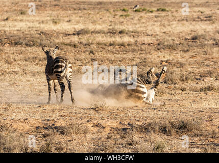 A Cape Mountain Zebra having a dust bath in Southern African savanna Stock Photo