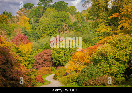 Autumn woodland walk at the garden house yelverton, south west  devon uk, Stock Photo