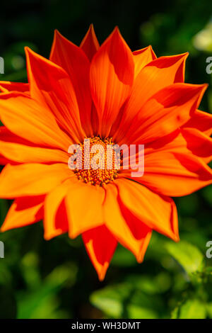 Gazinia rigens, pied gazania bloom in vivid orange a lovely annual bloom Stock Photo