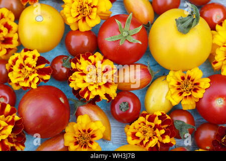 Solanum lycopersicum and Tagetes patula. Tomatoes and French marigolds companion planting concept. UK Stock Photo